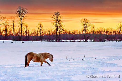 Cold Forage_P1010733.jpg - Photographed at sunrise near Jasper, Ontario, Canada.